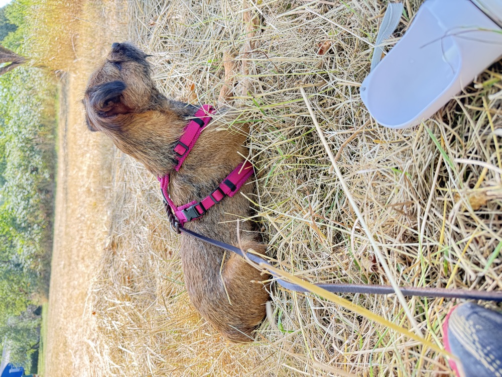 Hund beobachtet aufmerksam und ruhig