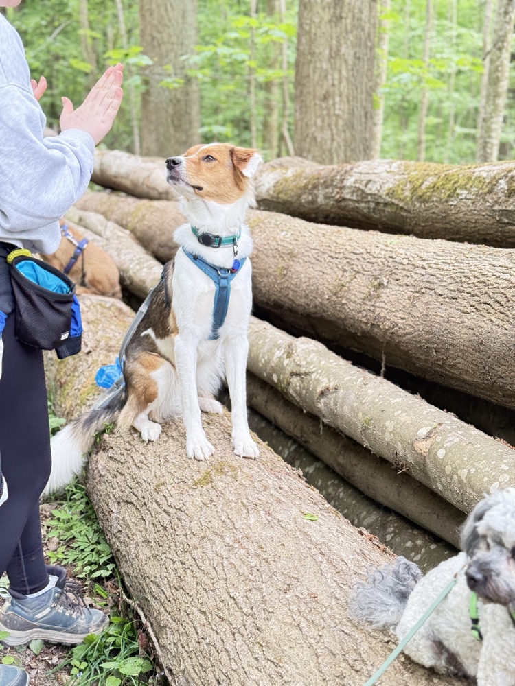Hund reagiert fokussiert auf klares Signal