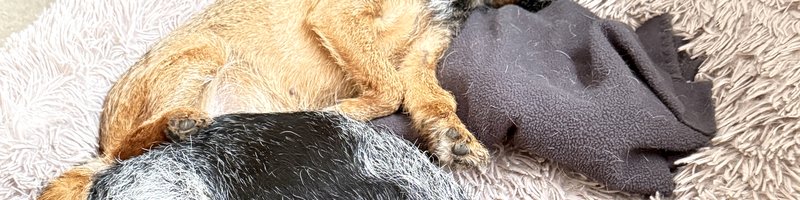 Zwei Hunde tief entspannt und schlafend nach dem Training