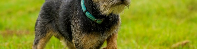 Angespannter, reaktiver Hund auf dem Spaziergang