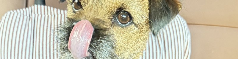 Hund zeigt Stresssignal und leckt sich nervös die Nase