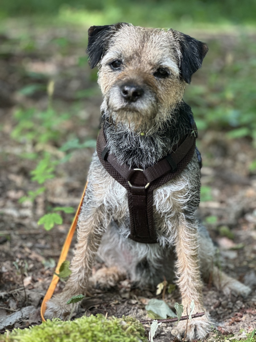 Gismo — der Seelenhund von Katharina Baron