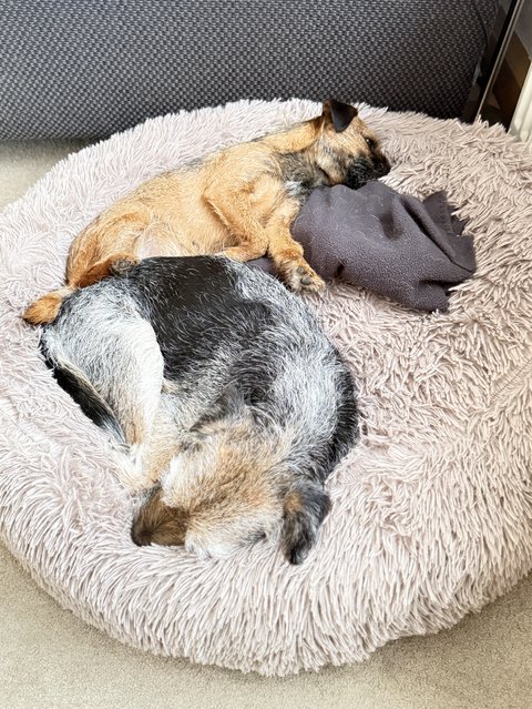 Hund in echter Ruhephase